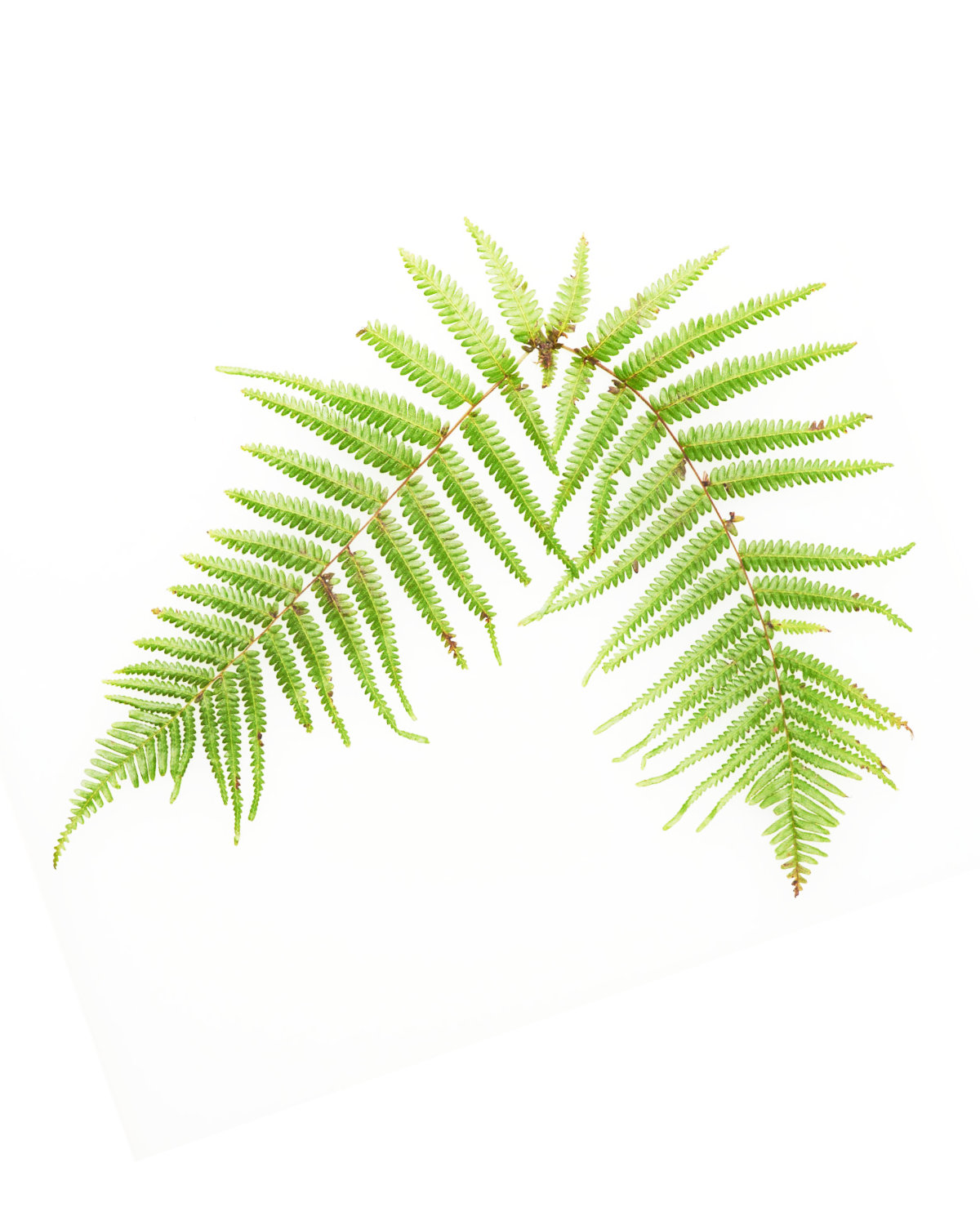 CAIRN ペンダント｜シルエット｜ウラジロのイメージ（左右にひらく形）