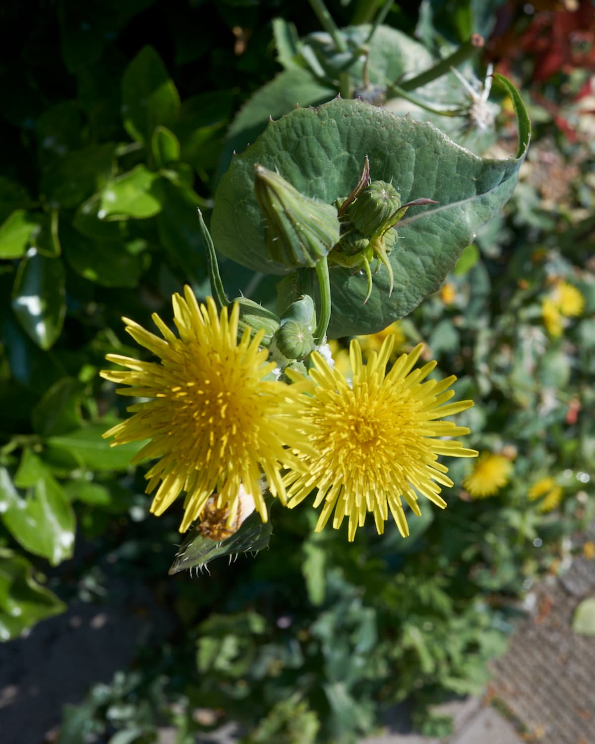DANDELIONS at amanai